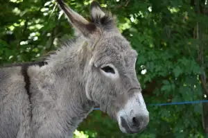 Zimní Bunda Pánská